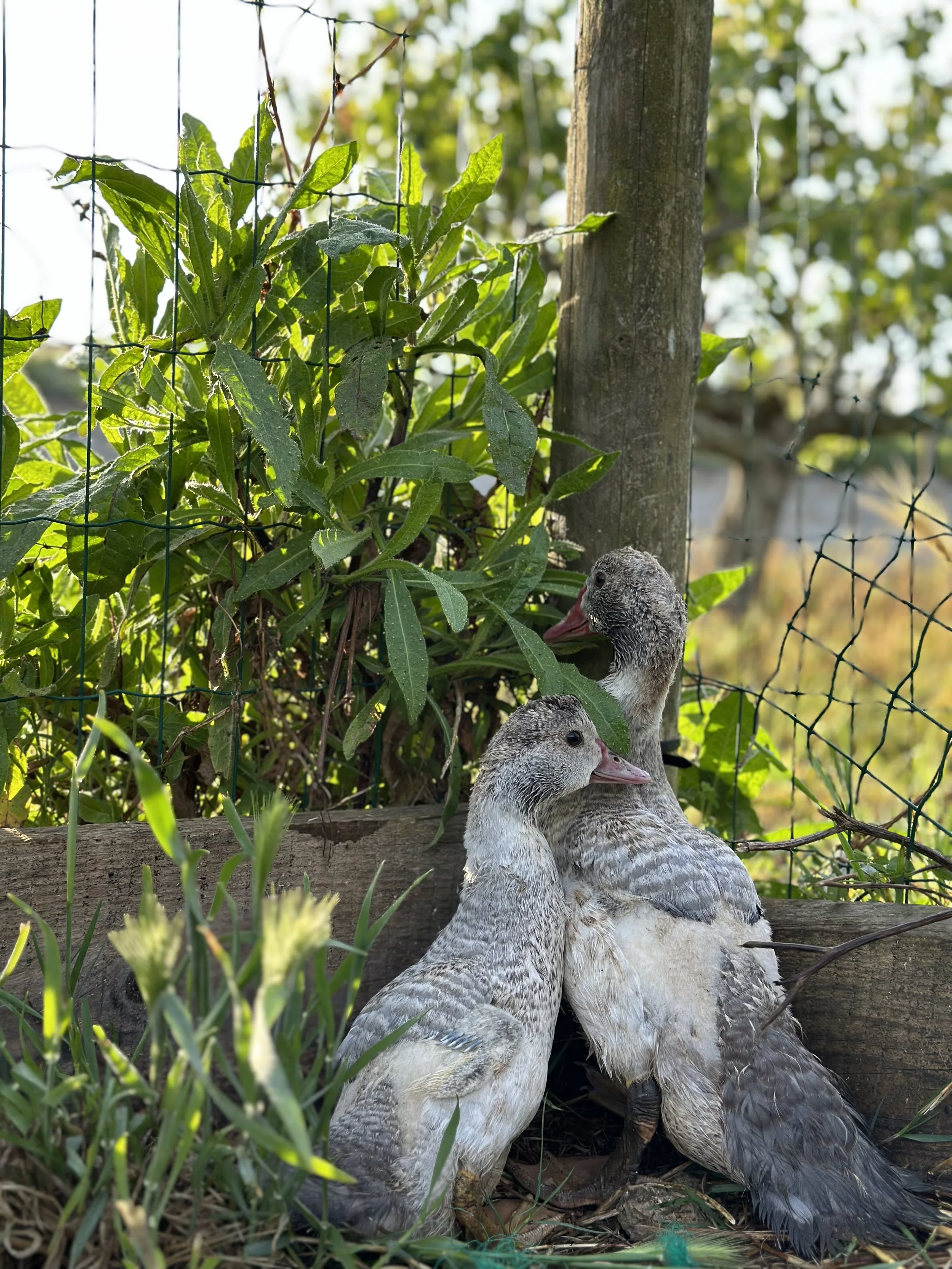 The Beginnings of our Blanco Bungalow Farm. Meet our Newest Members: Scout, Jolene & Elvis