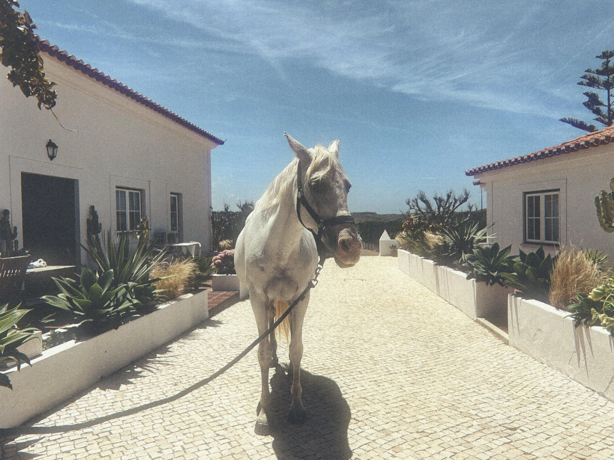 Paloma, our white lusitano horse at The Blanco BUngalow Ranch in Portugal.JPG