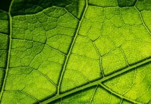 Gezondheidsclaims voor botanicals bij de RCC: een disclaimer-doorbraak!