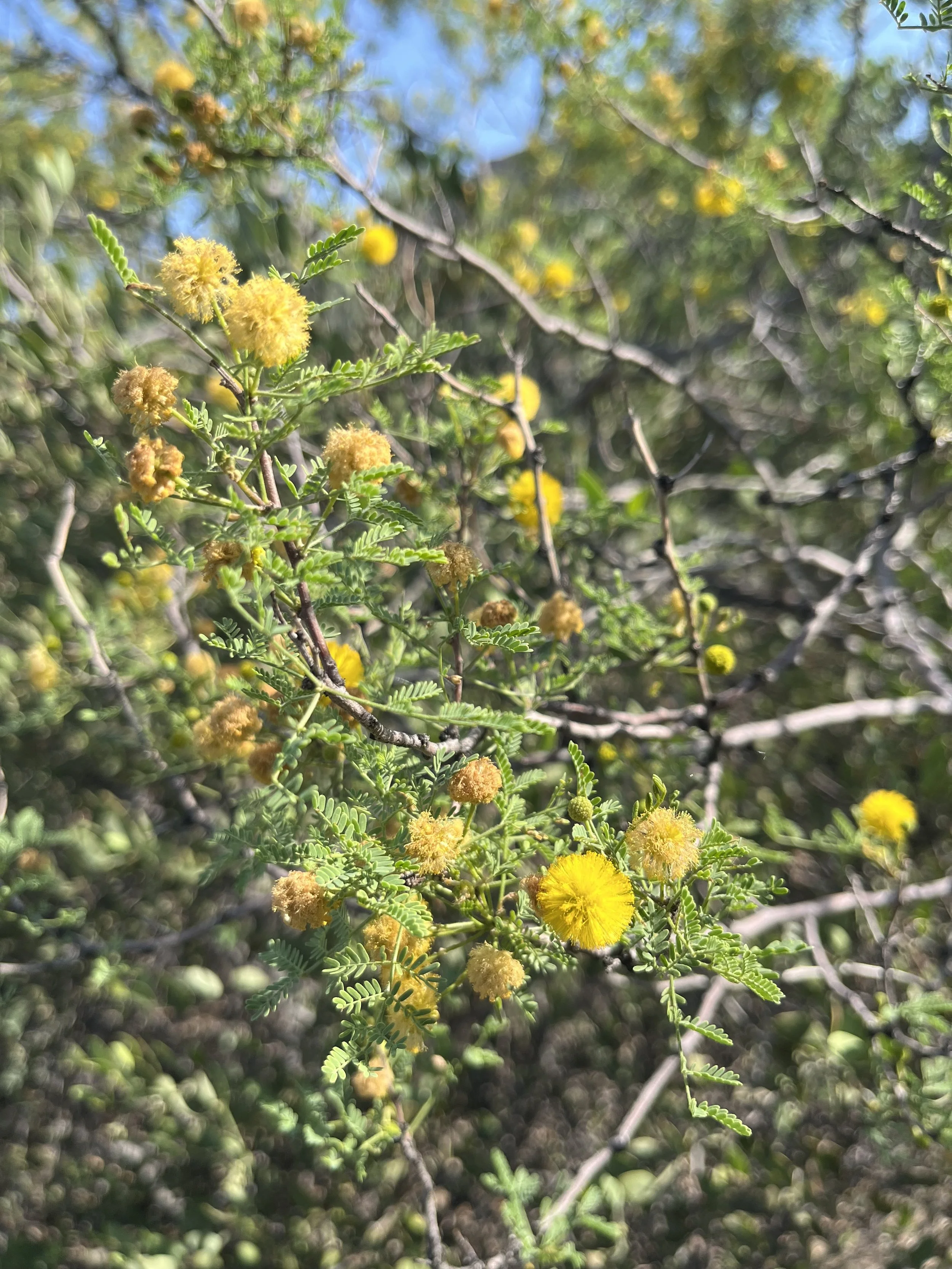 IMG_8140.jpeg