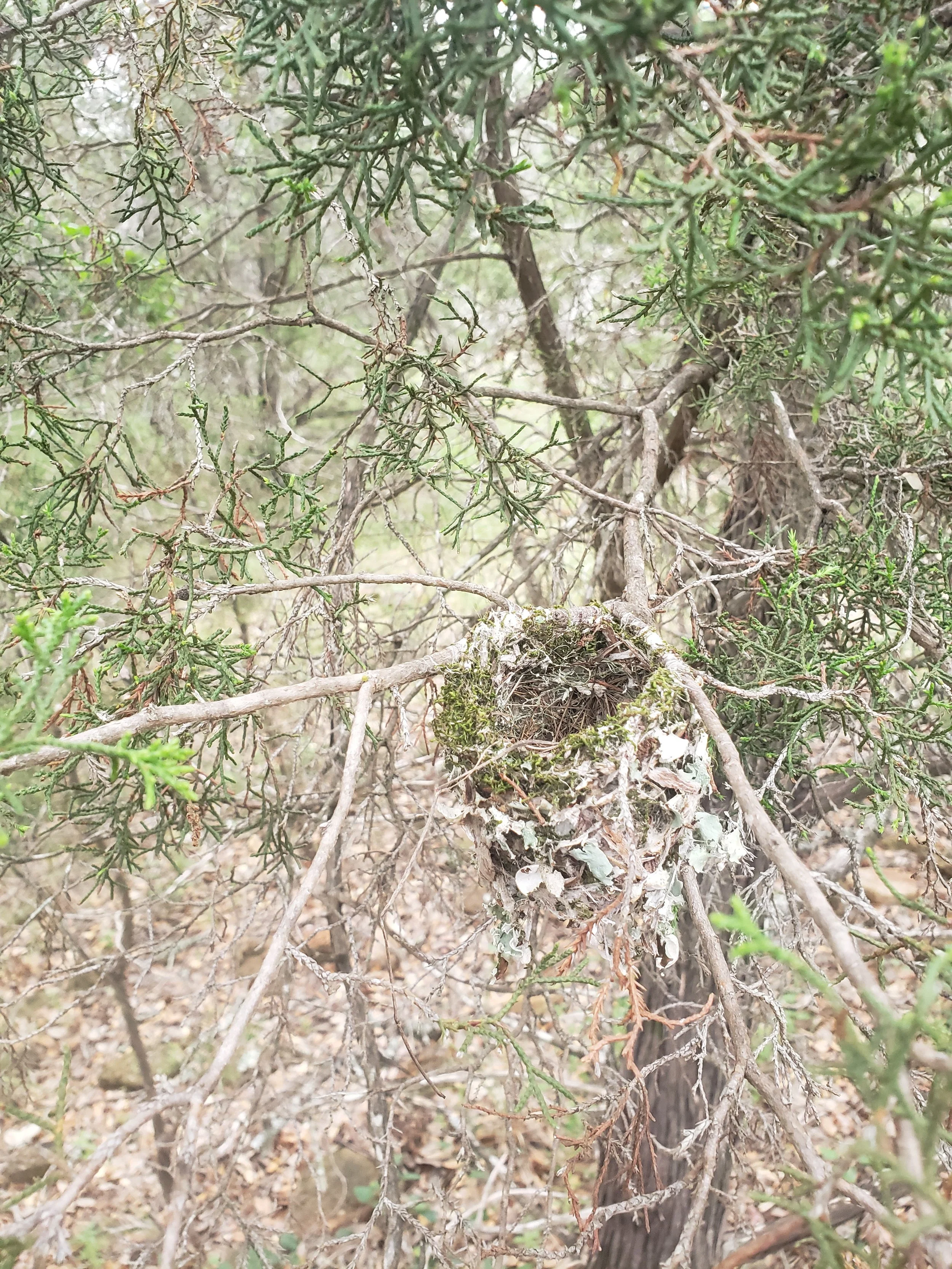 Protecting Our Feathered Friends: Understanding the Migratory Bird