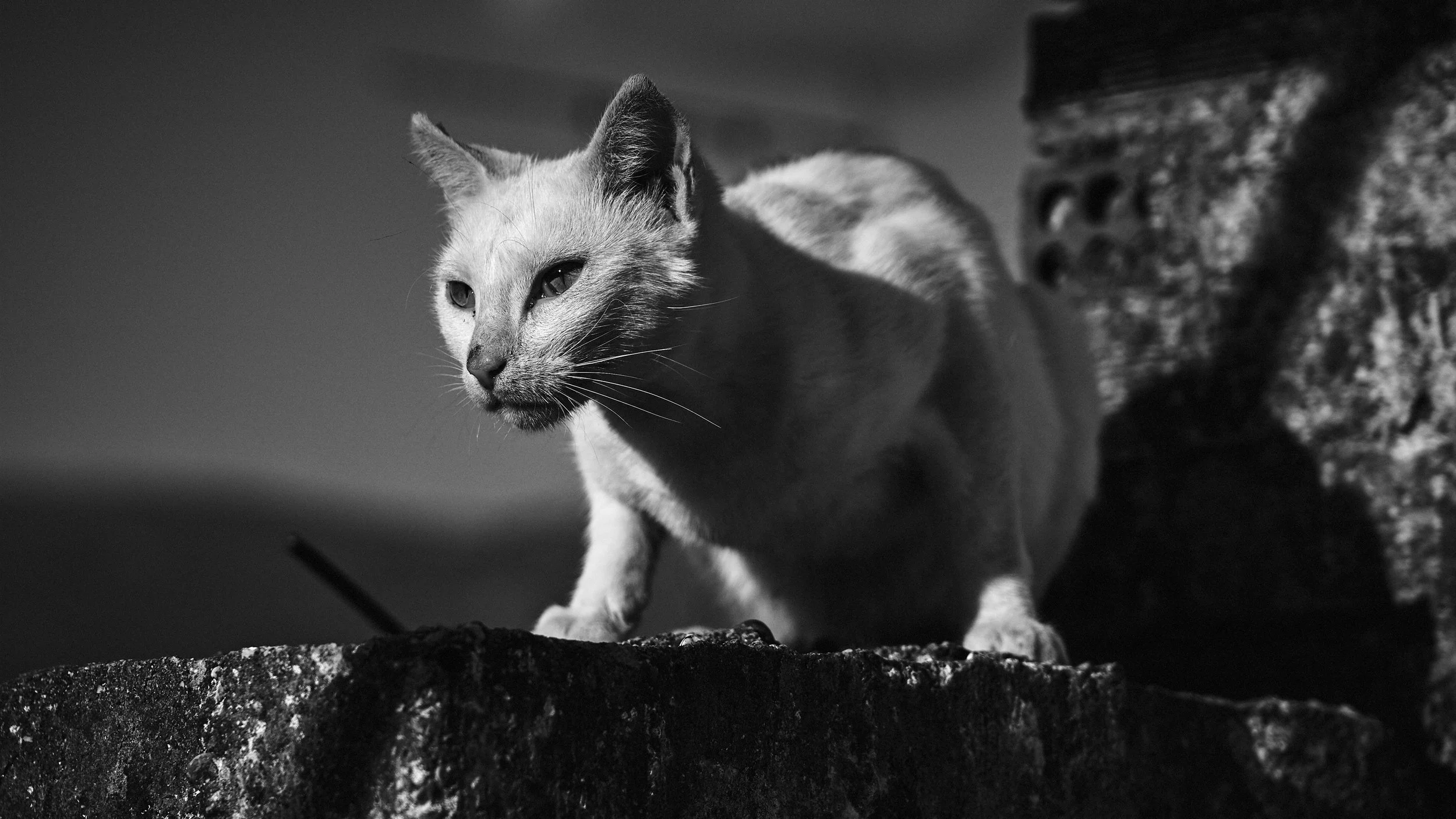 TOMMY AGRIODIMAS Greece Summer 2019_DSC9319.jpg