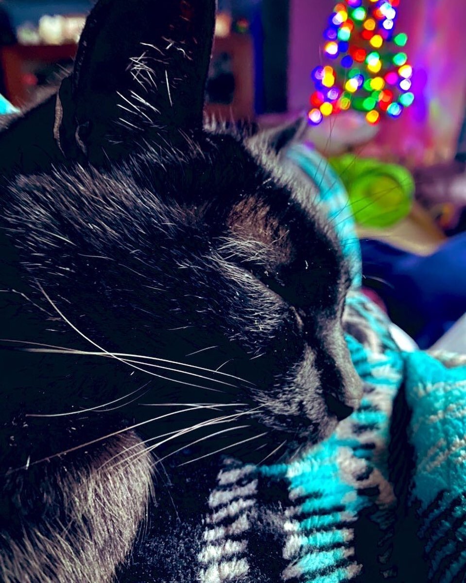 Oliver enjoys the electric blanket as much as I do.
.
.
.
#blackcat #winter #catnap