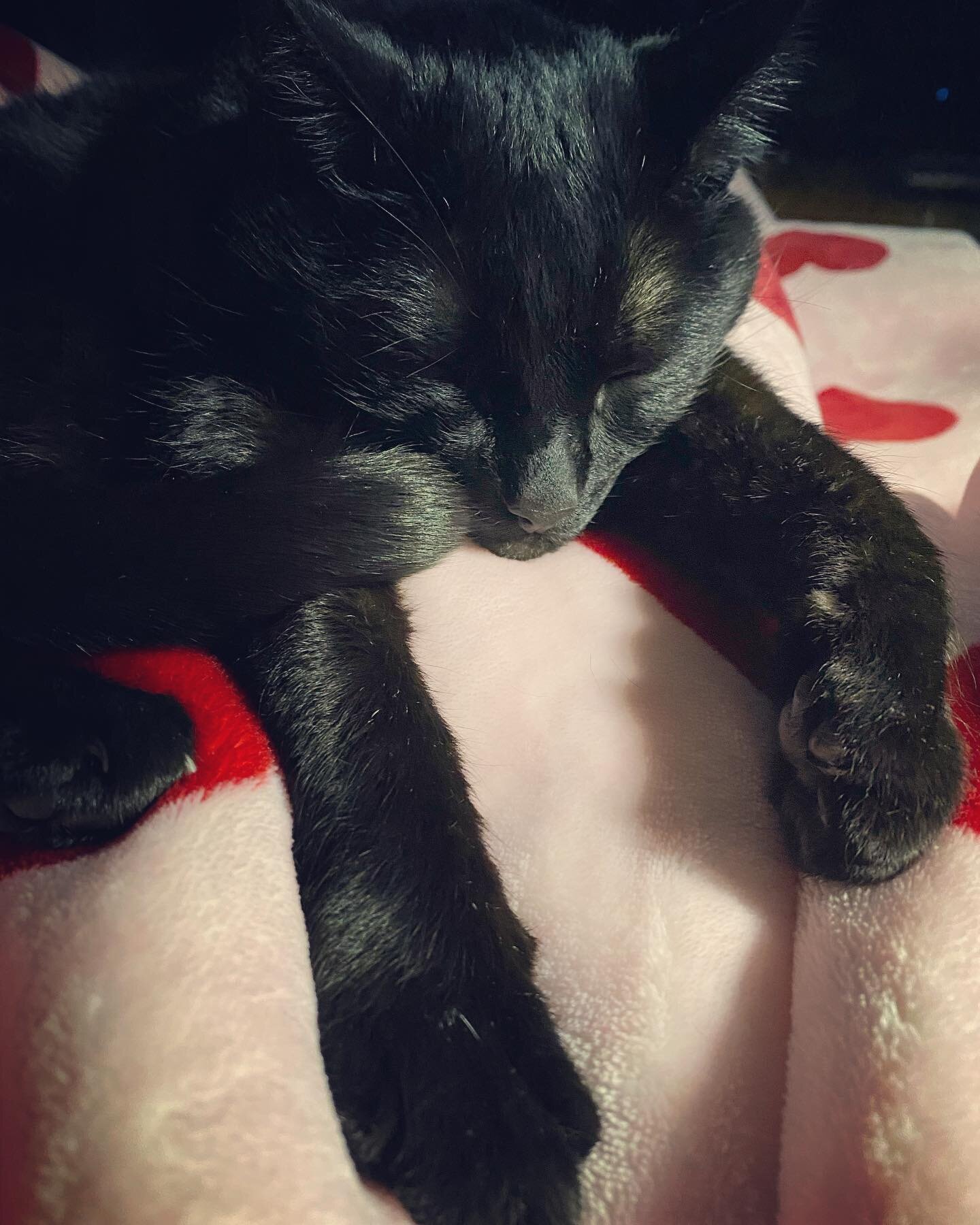 Oliver cuddles always help make things better.
.
.
.
#blackcat #caturday #ptsdsucks