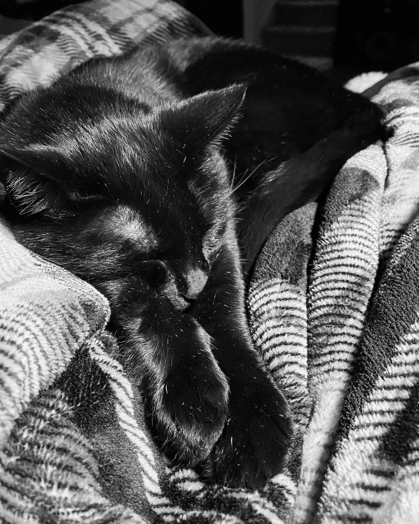 My cuddly and contemplative Oliver.
.
.
.
#catsofinstagram #blackcat #mondaymood