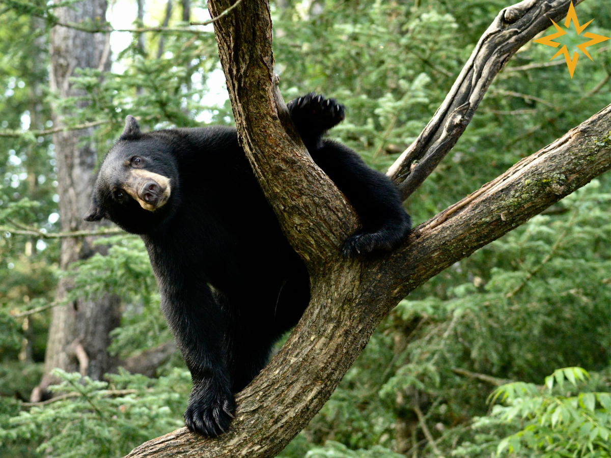 Wildlife Encounters of NSA Faculty