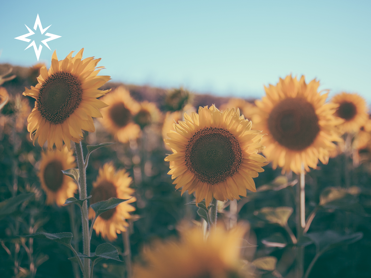 Valentines: For the Girls 