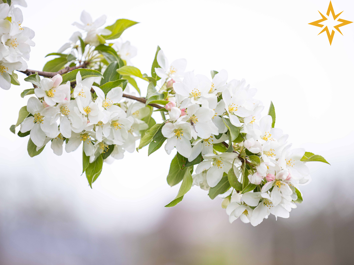 Creative Writing Club Contest Winner: Dandelion Sugar