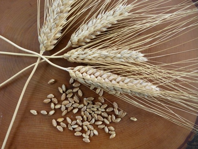 Zoom in. Every grain tells a story&mdash;where it grew, who tended it, the soil that fed it. What details do you notice in your work that others might miss? #HeritageGrains #LocalGrains