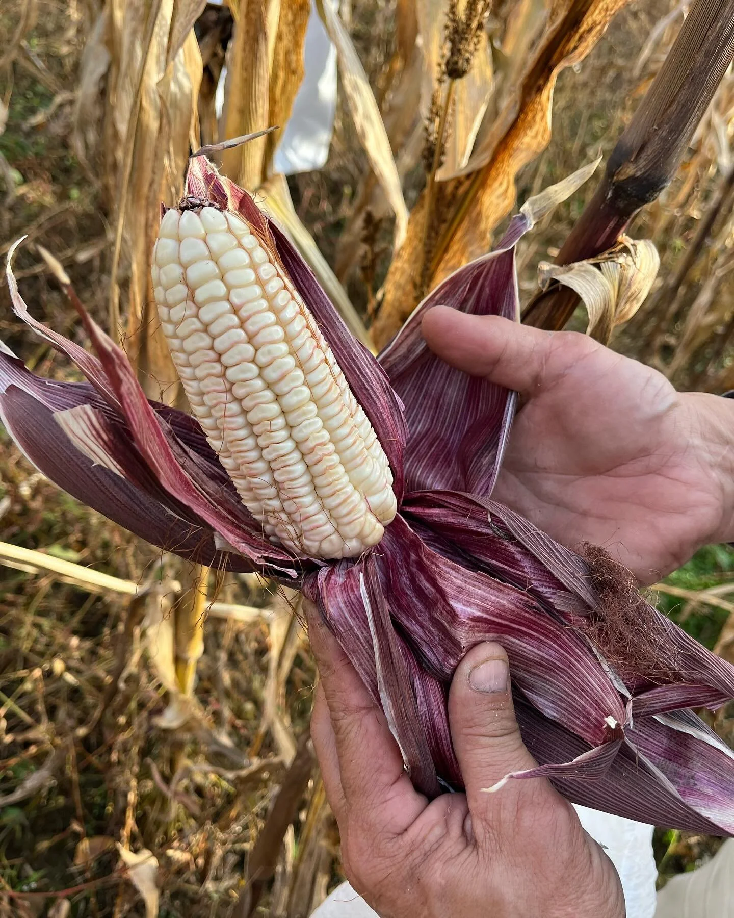 At next week's Organic Grain &amp; Seed Summit, Nando Jaramillo and agronomist Willie Gibson tell the story of Zapalote Chico &mdash; an ancient Oaxacan corn with remarkable resilience. 

In just four years, they transformed 200 seeds into a six-acre
