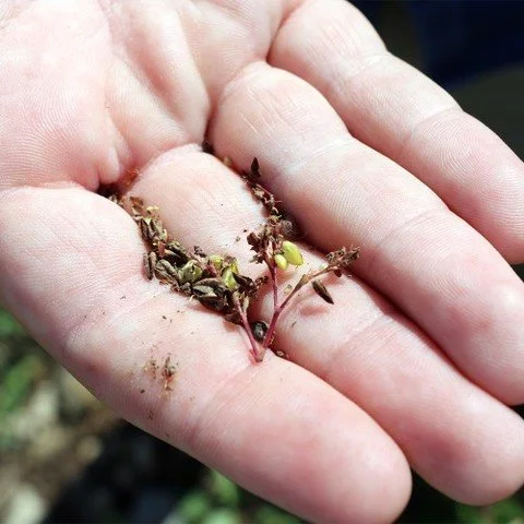 Mention buckwheat to a farmer in the County and the first question you&rsquo;ll get is "Japanese or Tartary?" Tread carefully though; there is a correct answer!

Each variety brings something unique to the table and this Saturday, UNH resea