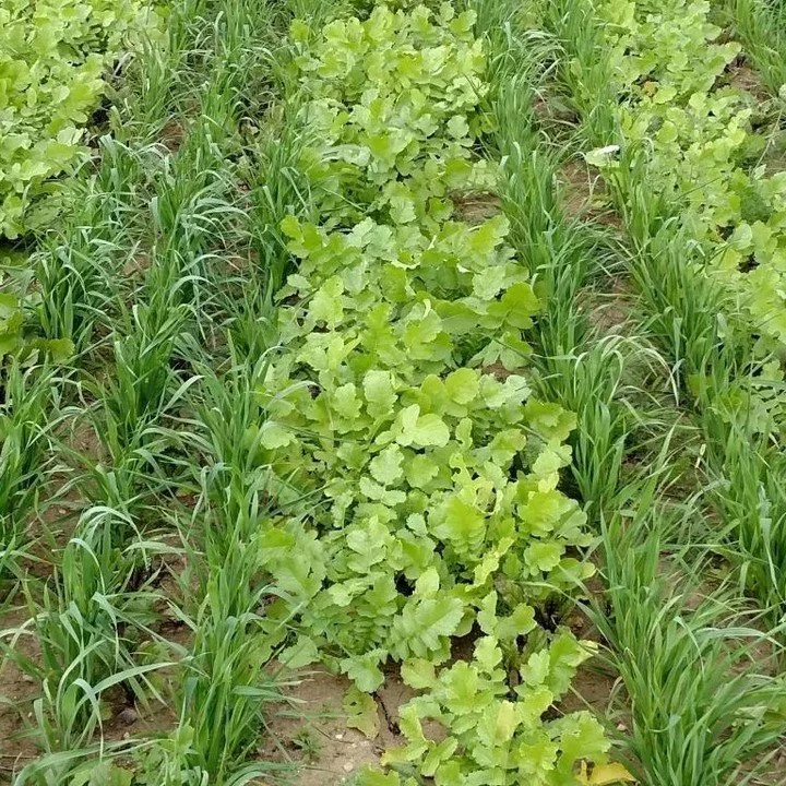 Cover crops can do a lot for your soil when you&rsquo;re using them right!

At the Organic Grain &amp; Seed Summit this Saturday, UNH Professor of Agroecology, Richard Smith, will cover the bases on all things cover crops! How to fit cover crops into