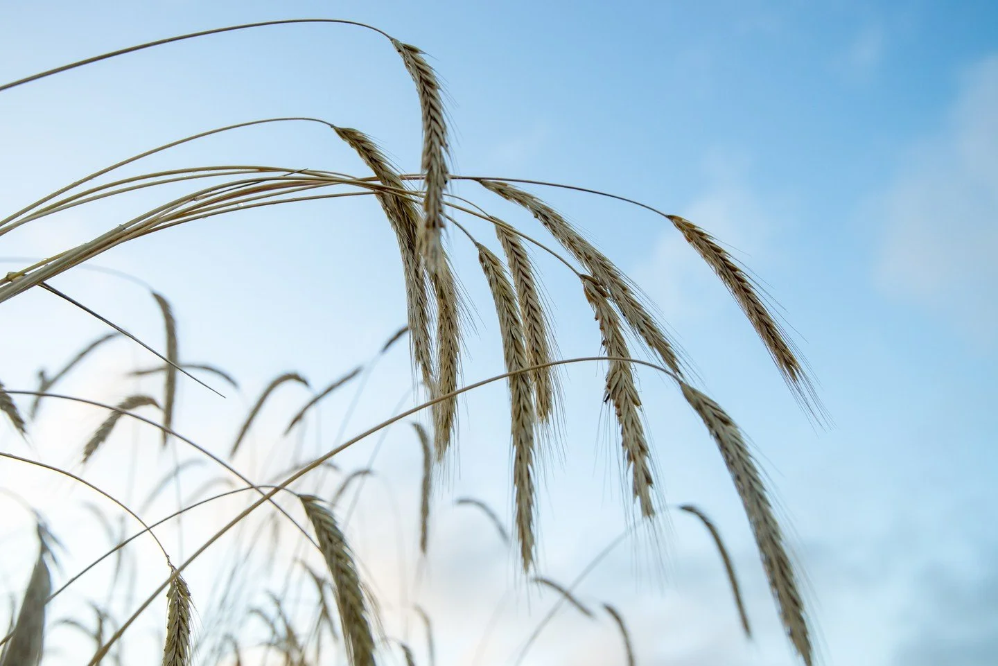 Before the mill, before the oven, before the bread&mdash;there's the field. Growing grain regionally means bakers know exactly where their flour comes from and how it was grown. It's a different kind of food system. One that's traceable, transparent,