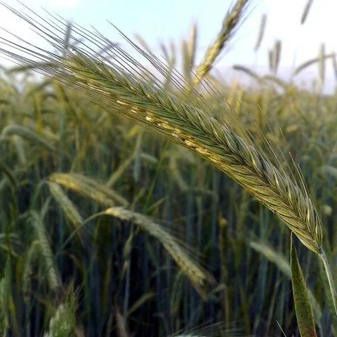 Ditch the synthetic nitrogen! Farmer educator Sandy Syburg will show you how rye can do the work for you. 

Drawing on decades of advising farms and gardens across the Midwest and beyond, Sandy will explore the unique impacts of this grain on soil st