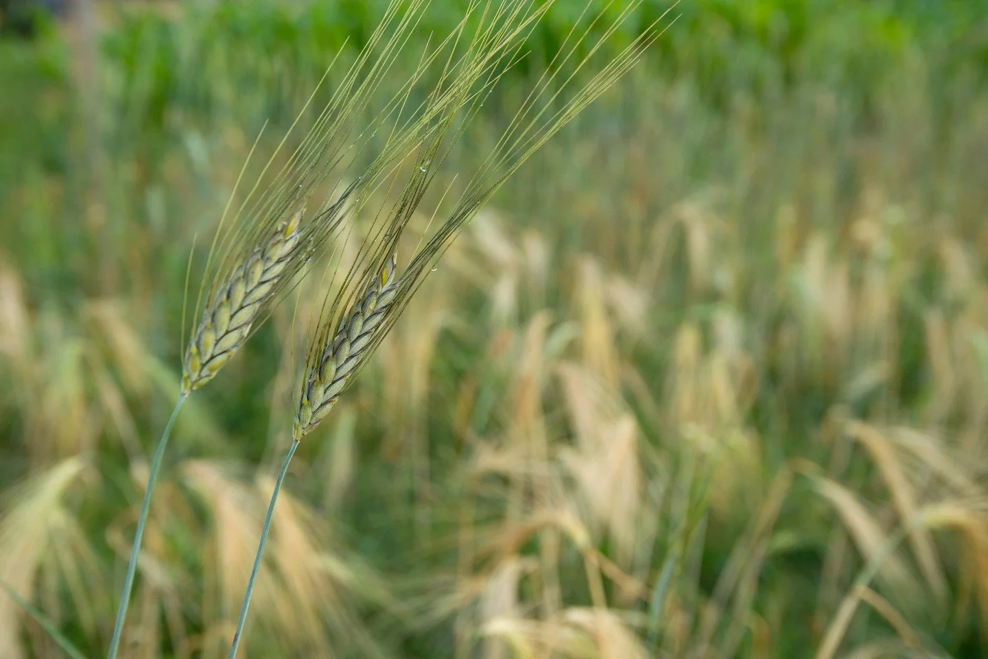 Grain in the field. The work that happens here determines everything that comes after&mdash;flavor, structure, nutrition.

#MaineGrainAlliance #RegionalGrain #Farming #Maine