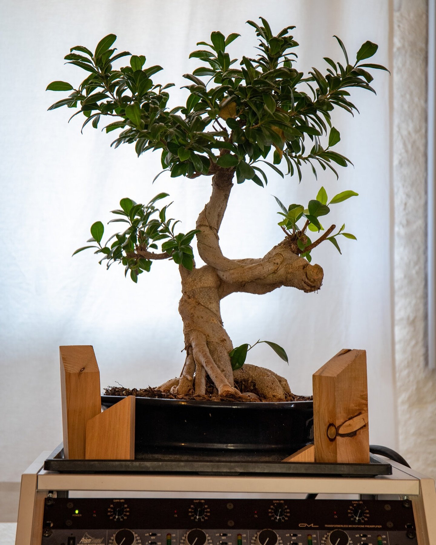 Summer is coming!☀️
We need to keep our bonsai away from the sun and our artists in air conditioning🎧

#studiorecording #studio #summer