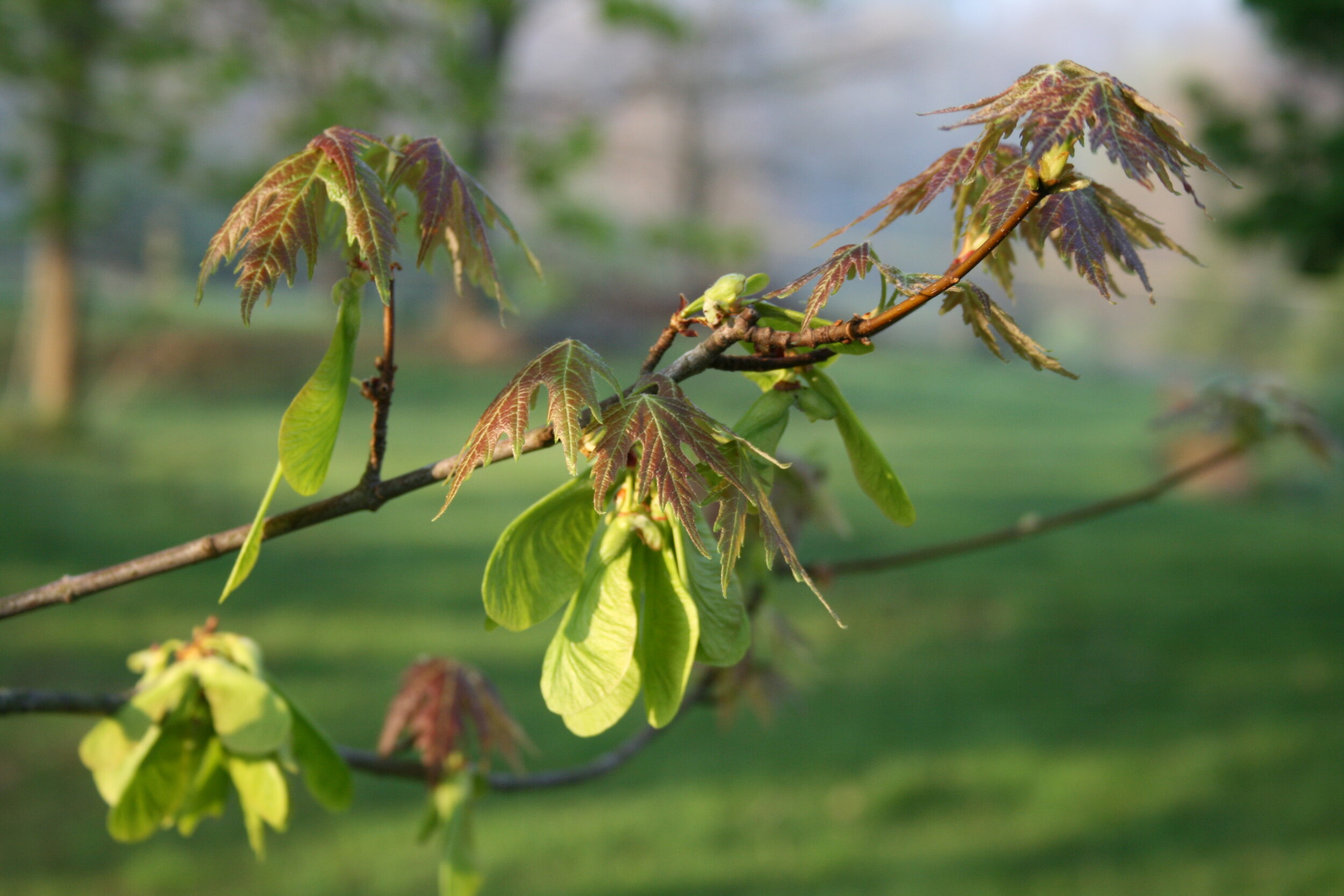 2010-04-24 Early Morning Maples 011.jpg