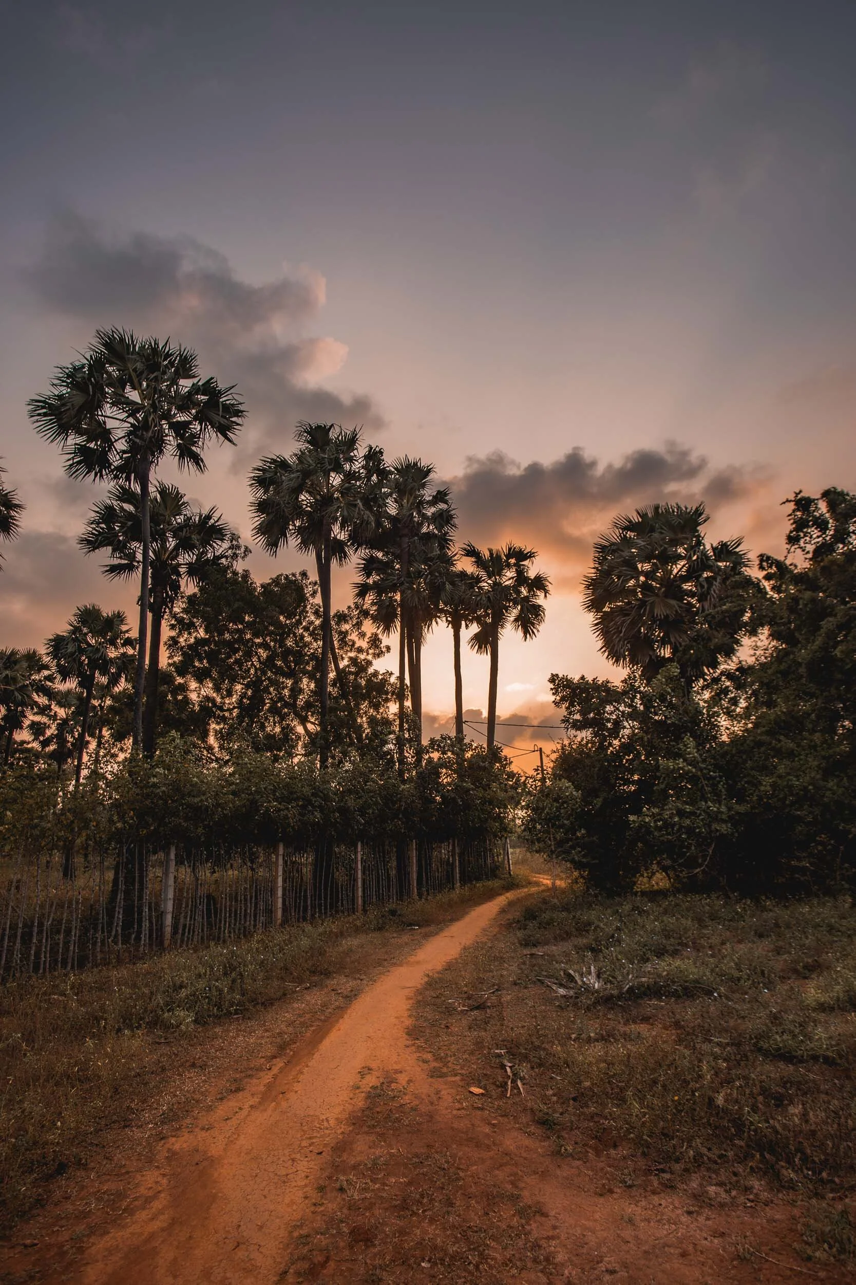 landskap-srilanka-sunset-2-photo-oyvind-strand-endal.jpg