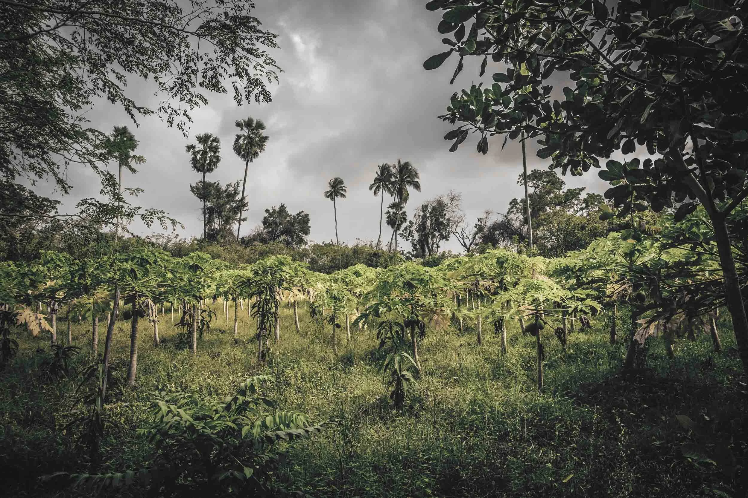 landskap-srilanka-plantasje-1-photo-oyvind-strand-endal.jpg