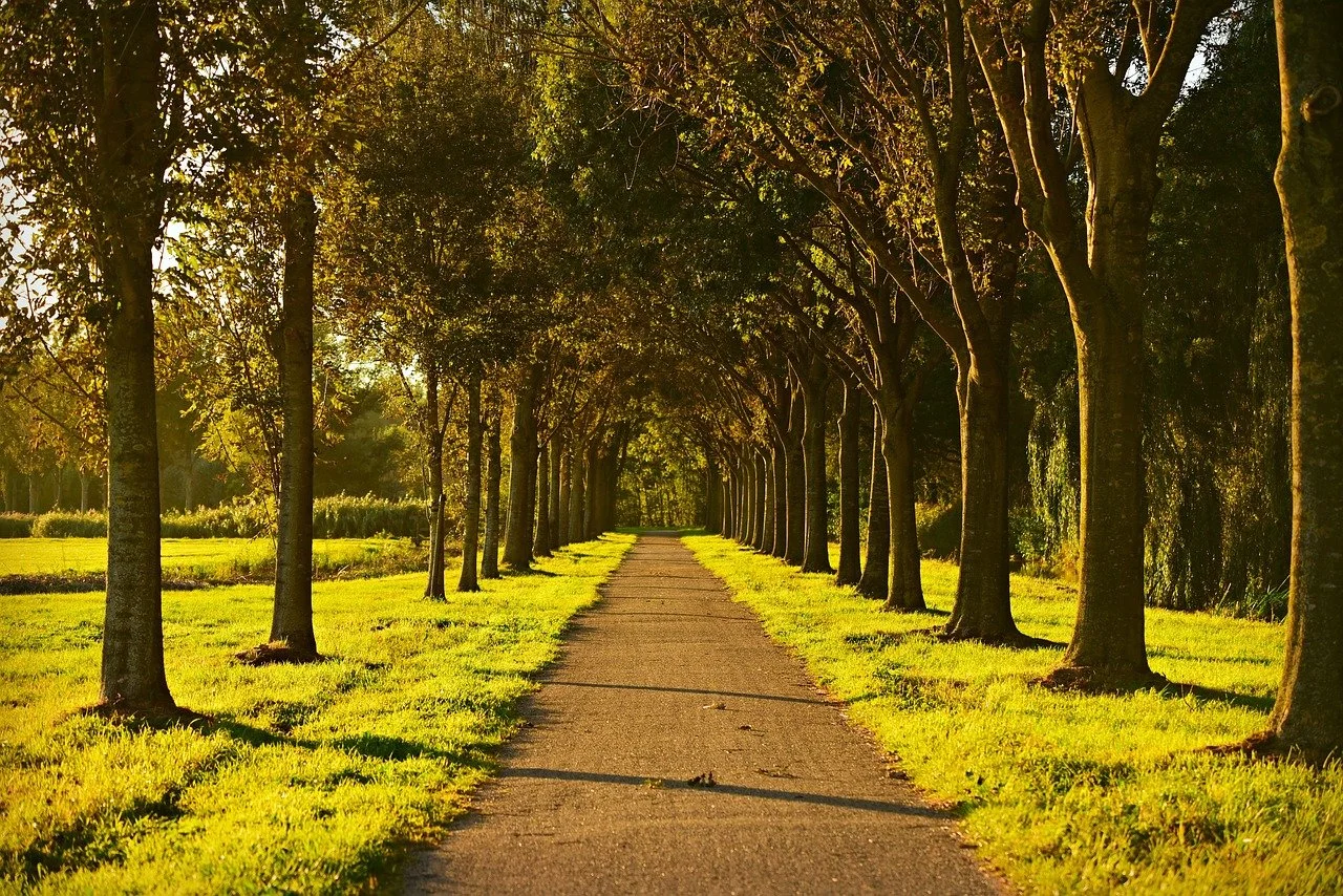 FREE WEBINAR - "Integrate Somatic Healing into Your Career