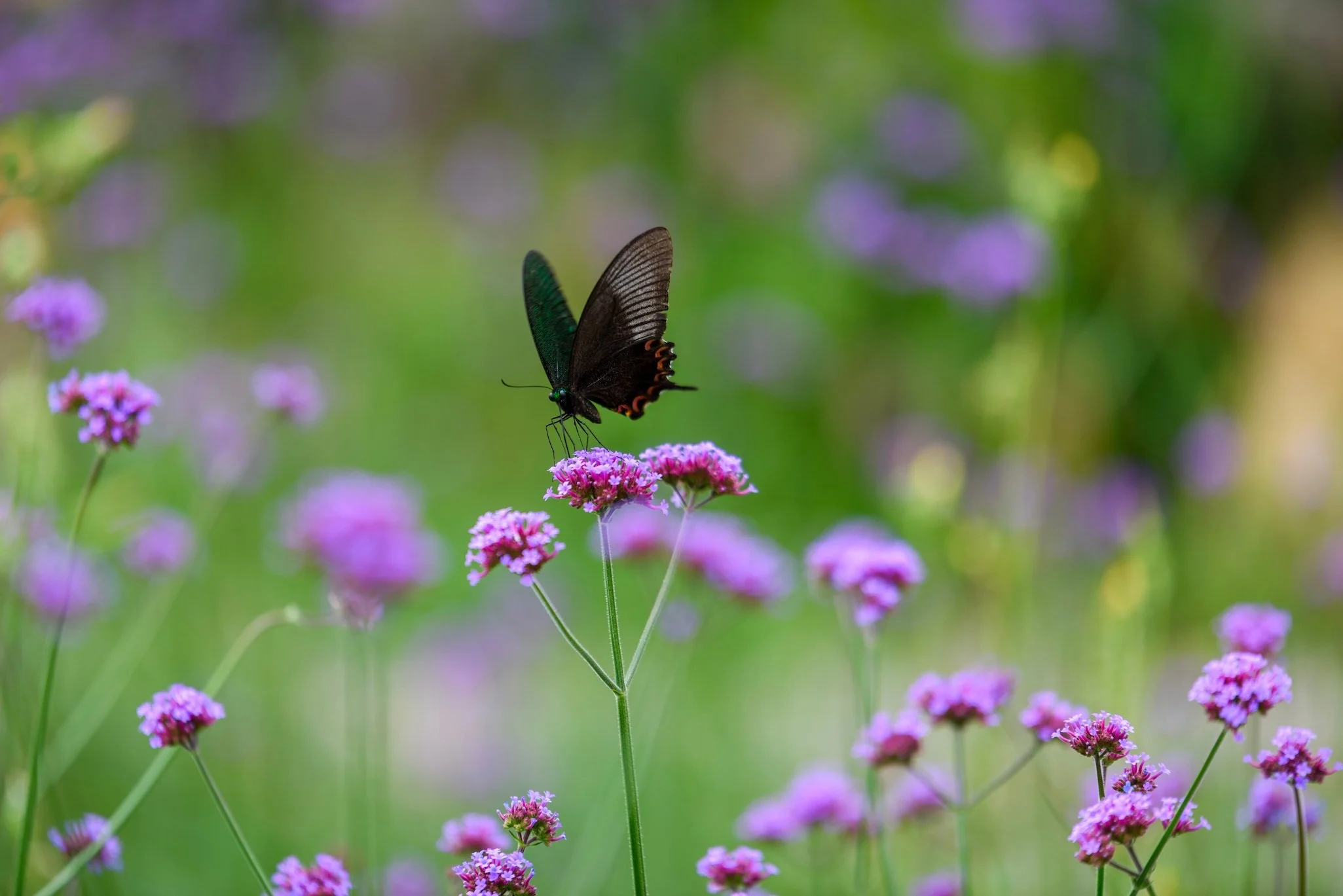 swallowtail-butterfly-9776068. resized.jpg