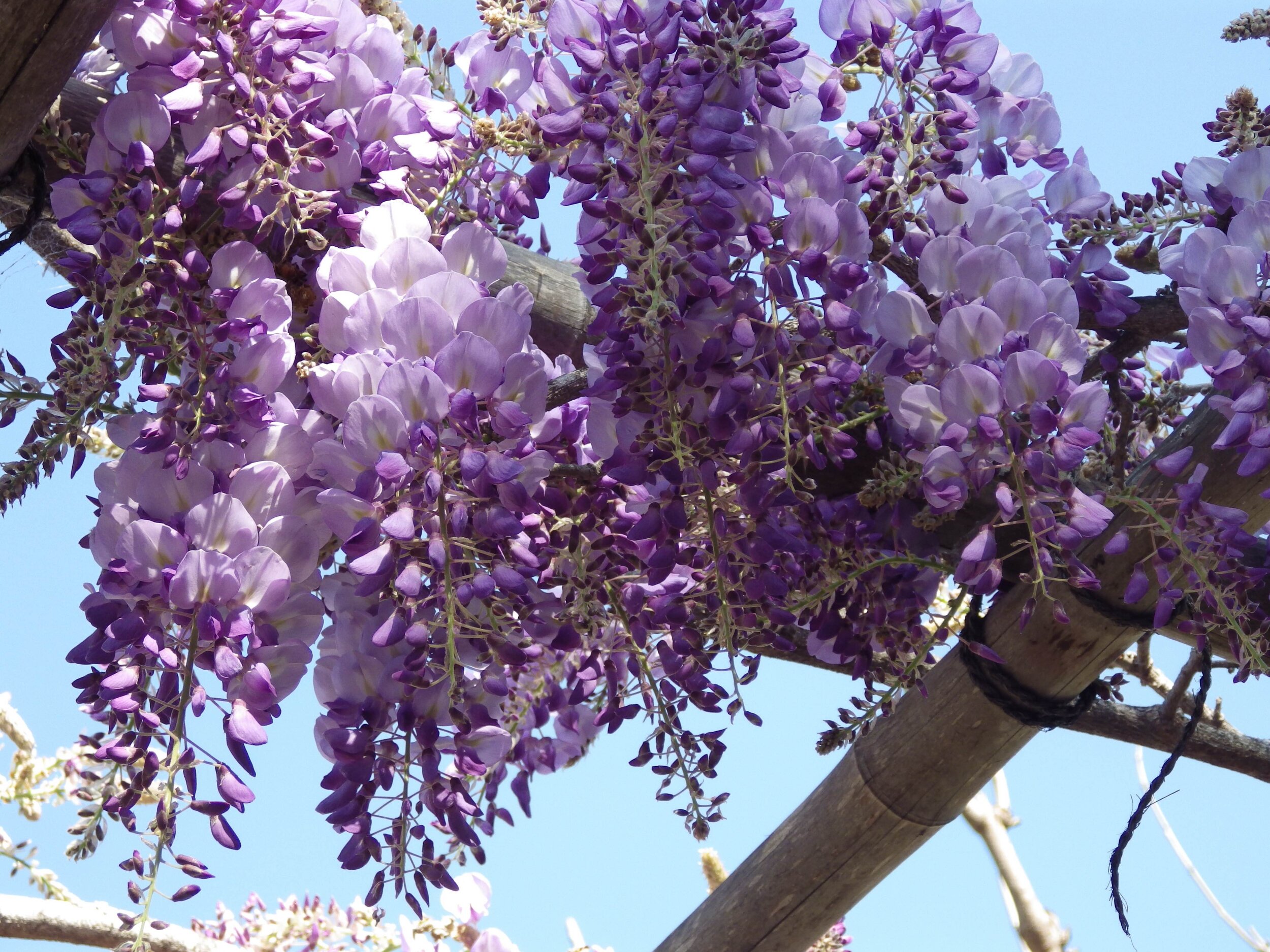 Get Wisteria Plant Hire Pics