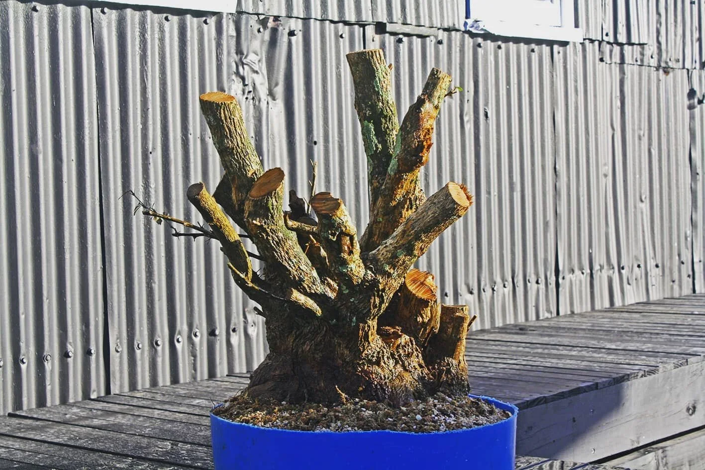 Kicking yamadori season off with a bang.
Yes that's a 44 gallon drum base. Yes my back hurts.

#bonsai #bonsainewzealand #newzealand #bonsaitree #bonsaiart #plantstagram #plantsofinstagram #digging #yamadori #australianbonsai