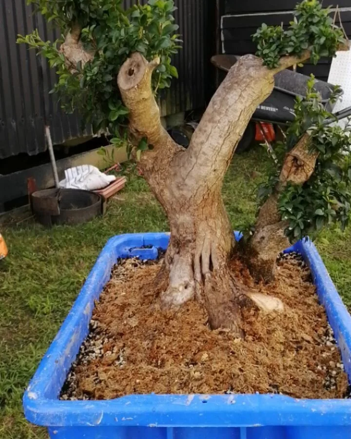 Little photo essay of some privet surgery today. First video is the end result.

Two trees well and truly fused at the roots but not connected in a way I liked.
Separated and rejoined in a much more pleasing way.

Now the view of roots and trunk move
