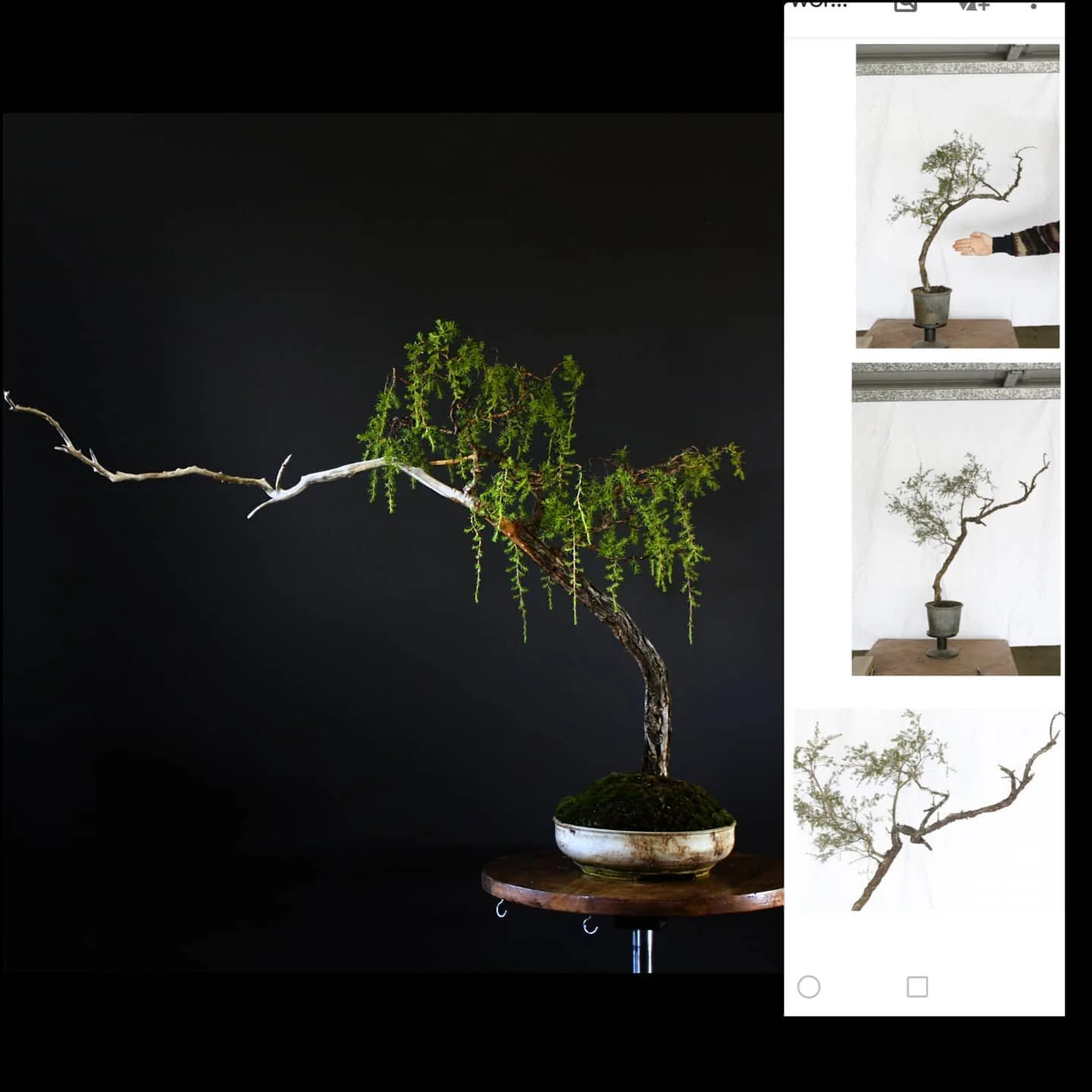 Having a bit of a retrospective and looking at how much my trees have changed in their brief time with me.

This Kunzea ambigua is a great example of creating order from chaos. Wild and untamed material turned into a pretty elegant piece. 8 months se