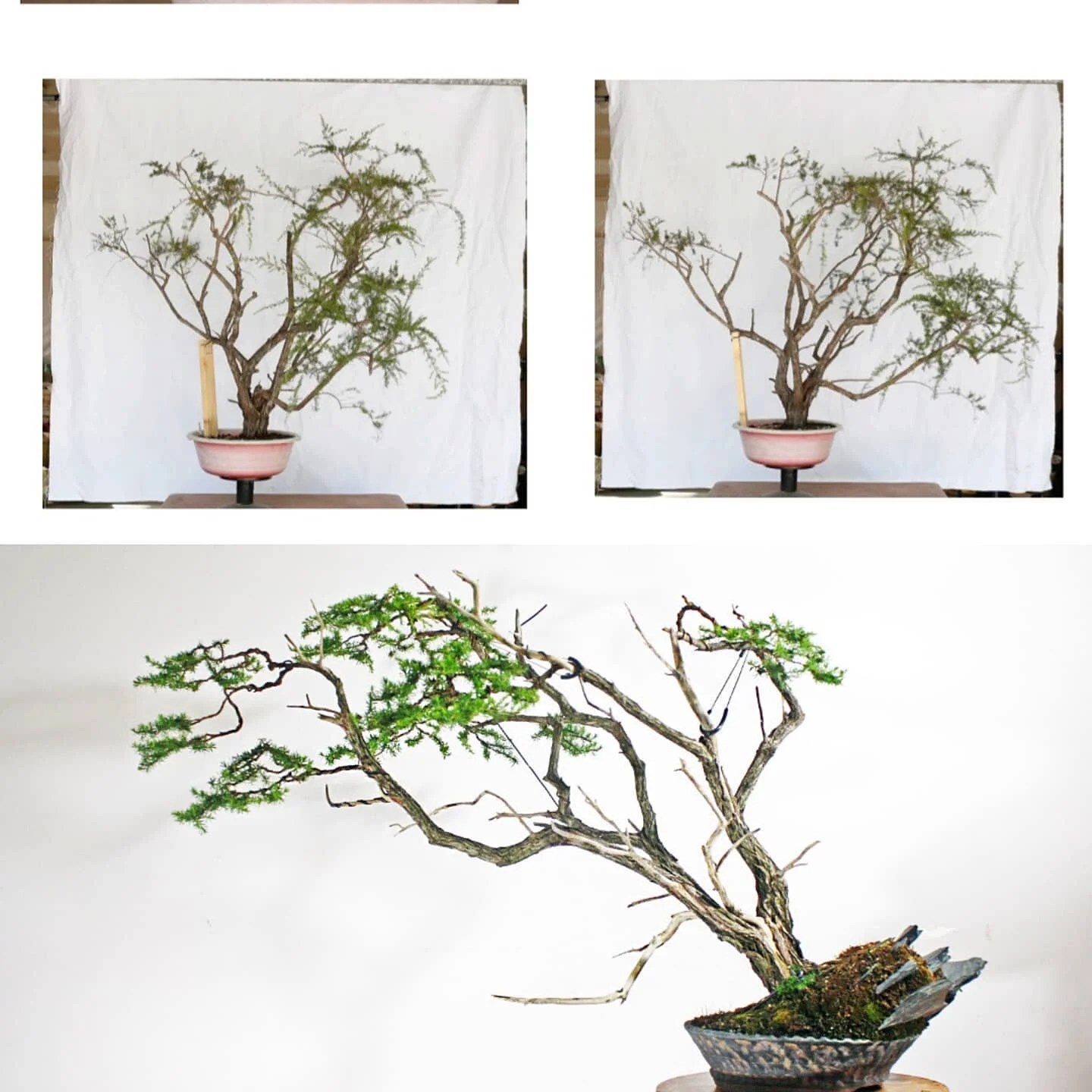 This is what 8 months of work looks like on a Kunzea ambigua.
It will be back in the hands of @tree_makers by the end of the month to continue its journey. Couldn't have asked for a better custodian to take over.