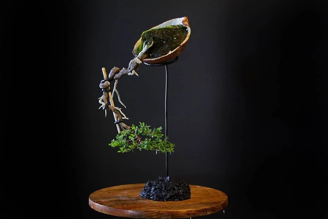 The crown is finally building up density again after removing a few of what's left of the primary branches. More deadwood now too which is nice. 
Always compacting and refining.

Bloody chopstick still there. Took it out for a bit and everything spru