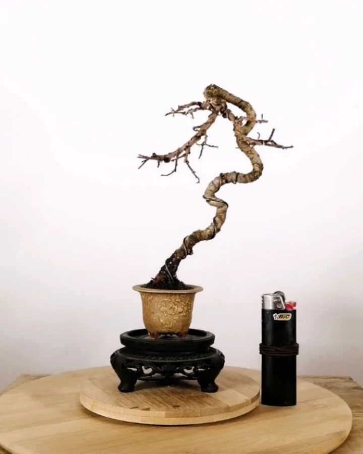I like small Bonsai. I like big Bonsai too, but there's something inherently charming about tiny trees in tiny pots.

Heres a tiny variegated leaf Chinese elm I defoliated and wired up today. Looking for tiny ramification on this one which should be 
