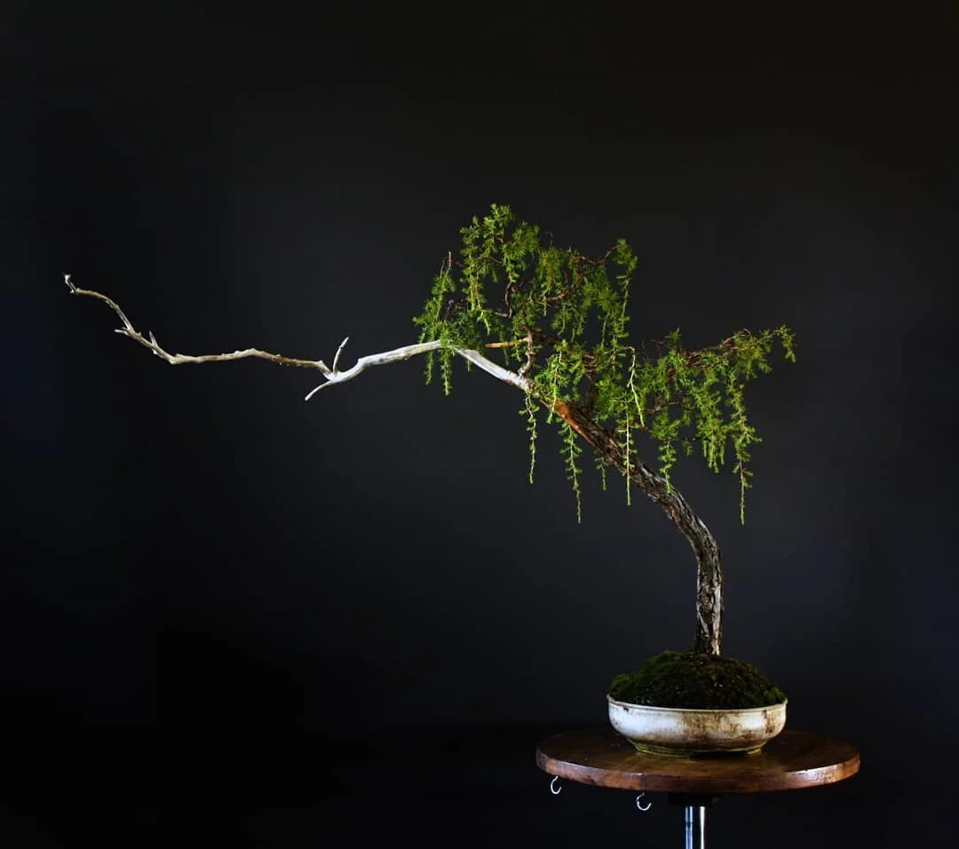 After and before work on Kunzea ambigua.
I decided to attempt a new design aesthetic on this species after studying its growth habits over the last six months.
Cascading foliage and flower clusters could be a real feature if used tastefully. Added be