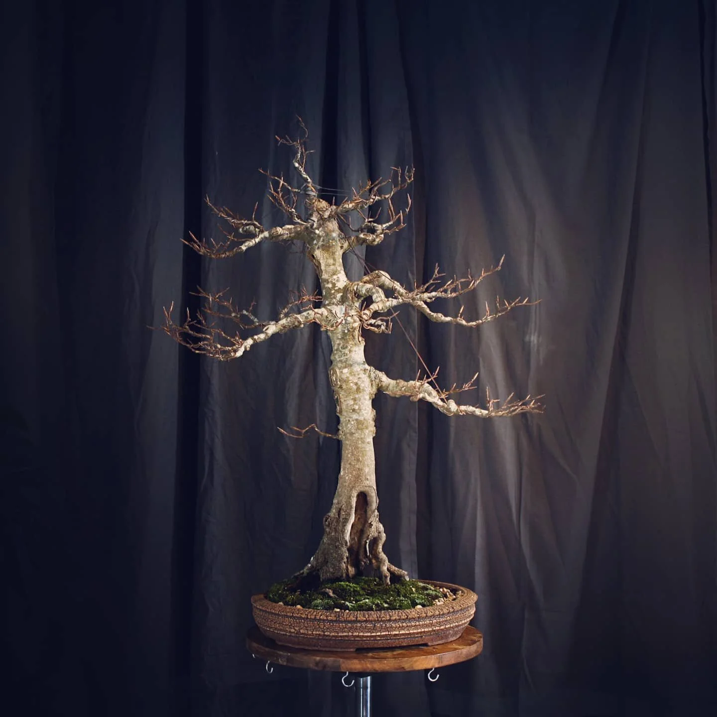 Finally got round to finishing an overhaul on this old hornbeam.
Nice bit of NZ pedigree here. Originally field grown by Adrian and Poppie Engelbrecht, then into the hands of Martin Walters. Lives with me now.
Removed a couple of disproportionately h