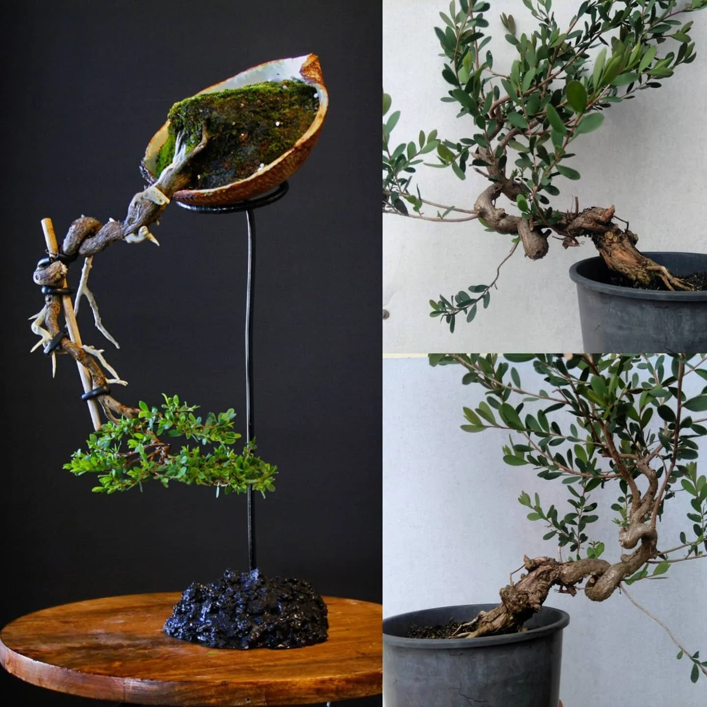 As sold and as purchased. Just under two seasons development on this Leptospermum laevigatum. 
Another tree I've put a lot of heart and soul into leaves my care shortly. @tree_makers treat her right mate.