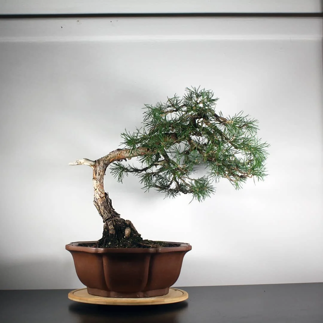 Routine summer maintenance on this funky little Scots pine belonging to a client.

I don't own any pines because I honestly find the work painfully boring compared to other species. Nice to look at though.

This one looks like it's been over watered 