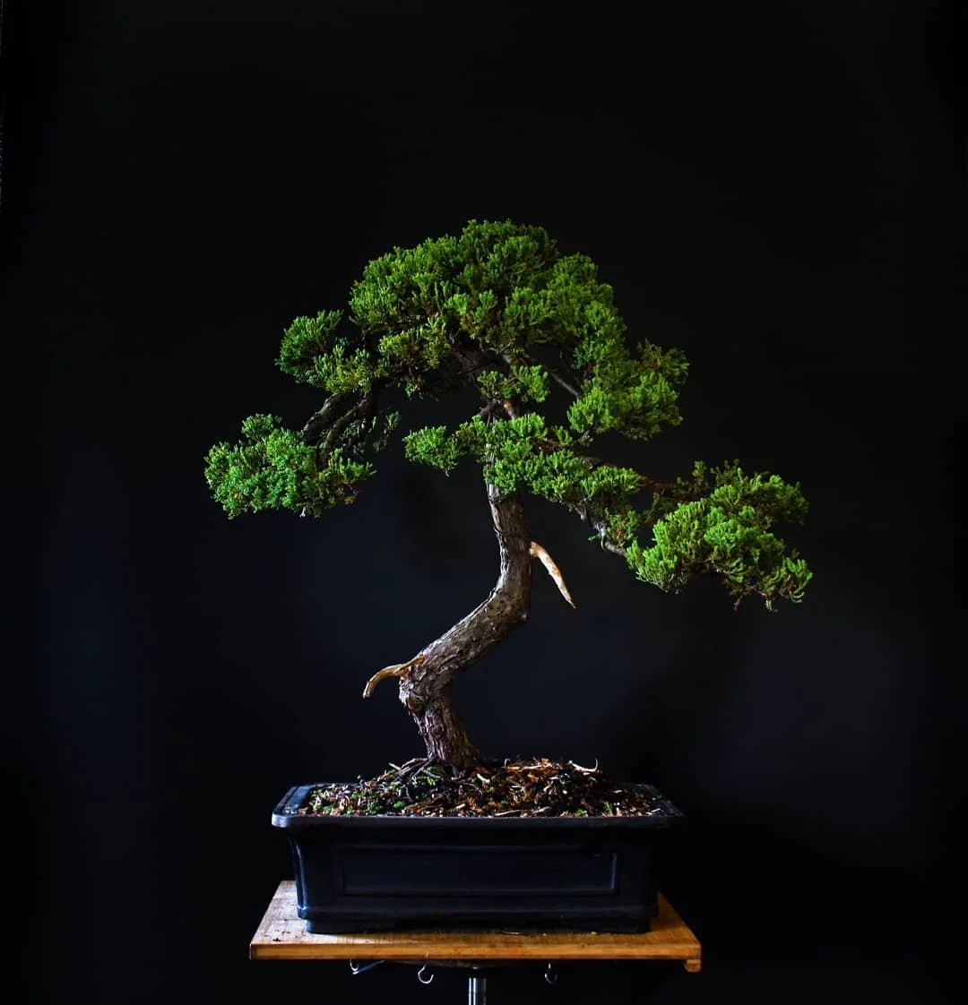 After and before the most recent rejuvenation effort on a clients very large and old 'Pingii' Juniper.
When I first got my hands on this tree about six months ago it was in a pretty sorry state. The owner has had it about twenty years but has done li