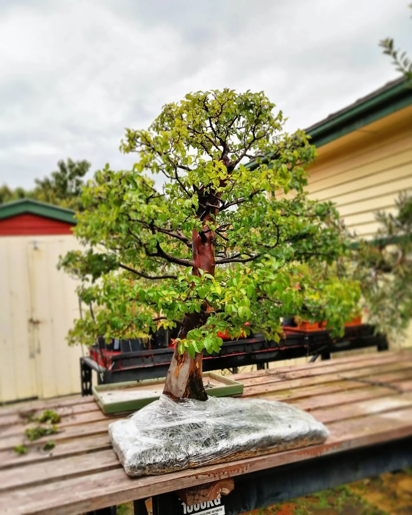 She's all wrapped up and ready to leave my care.
I'm glad I held out selling for as long as I did, she's going to one of the best in Aus and I couldn't be happier about that.
Benches are all starting to look pretty empty...
I get to keep the amazing 