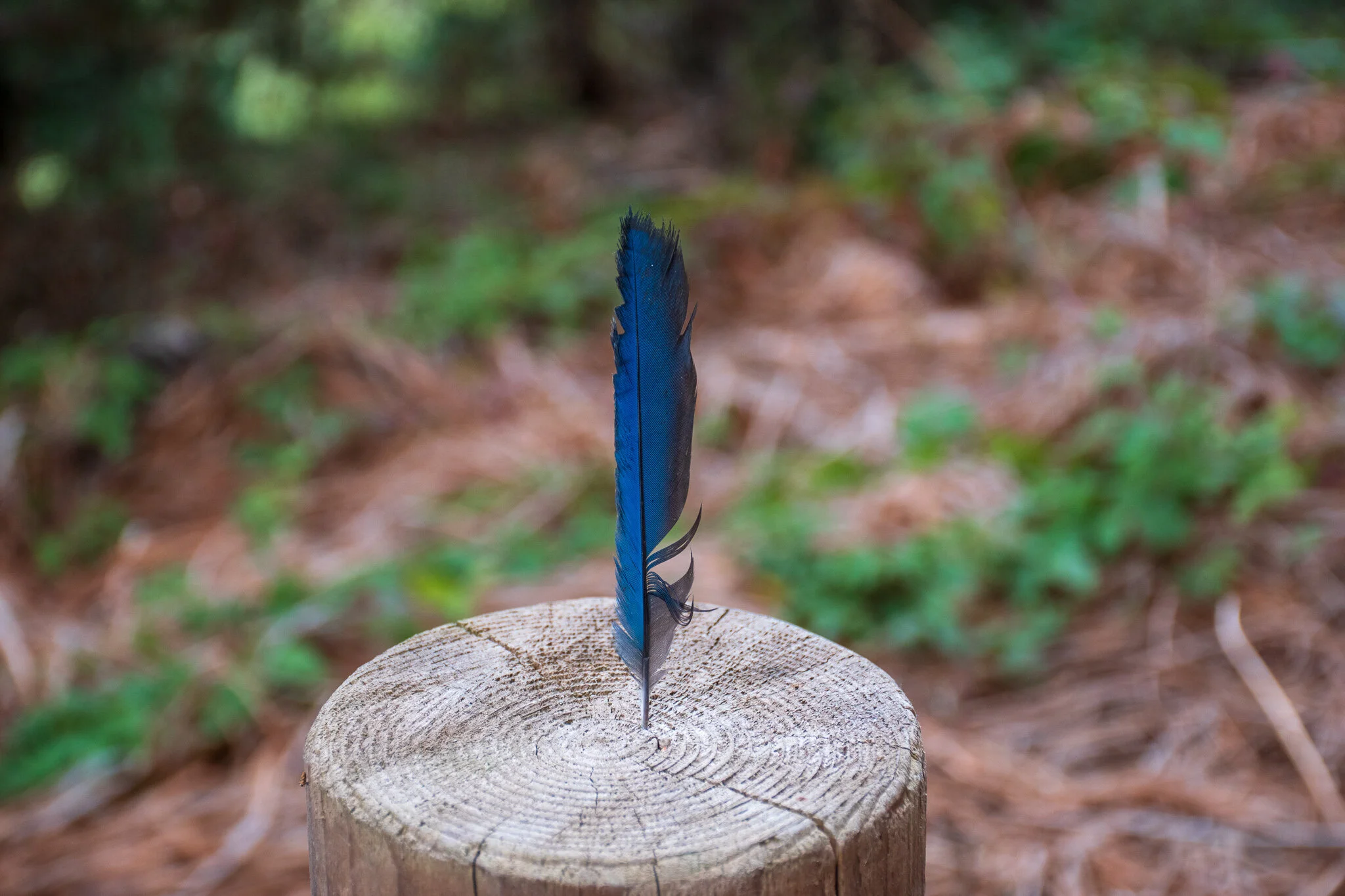 DSC_0530.jpg