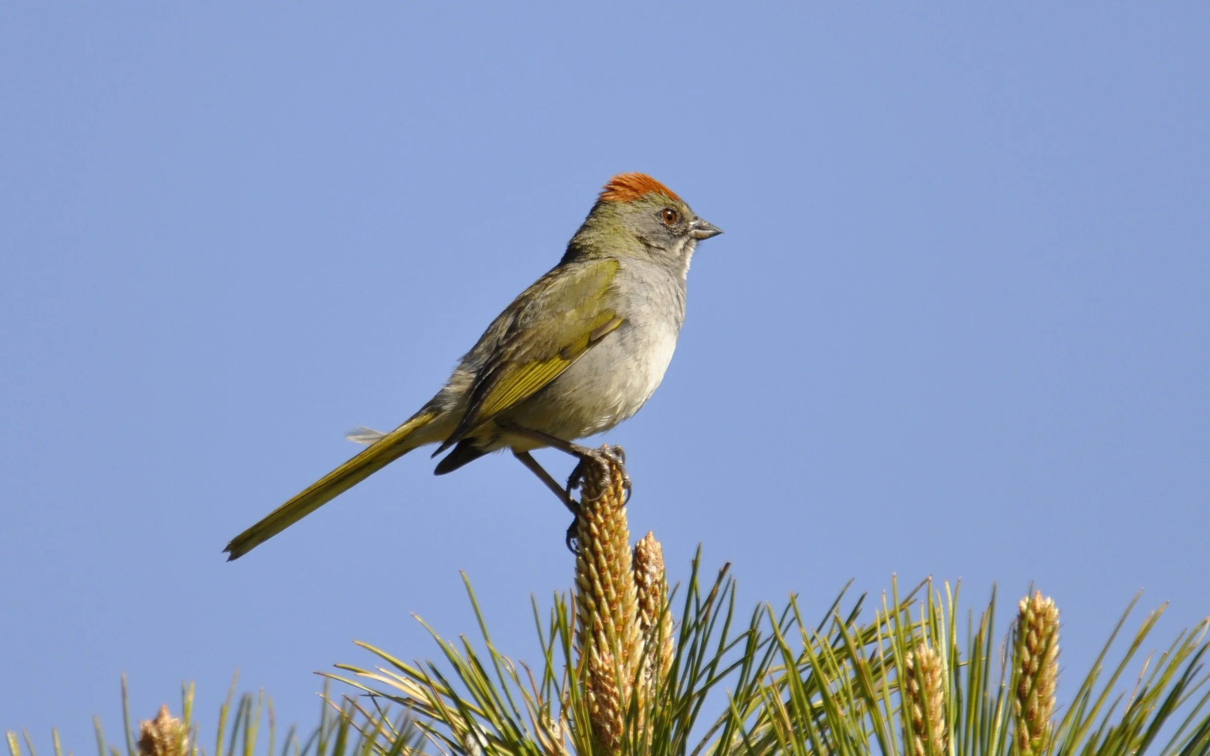 Spring Migration Bird Walk at Cheyenne Mountain State Park