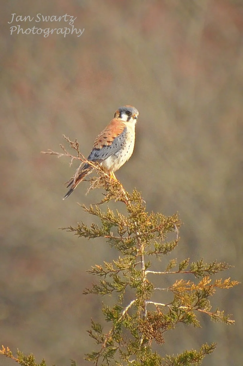 DSC_4793ed_editedjsp.jpg