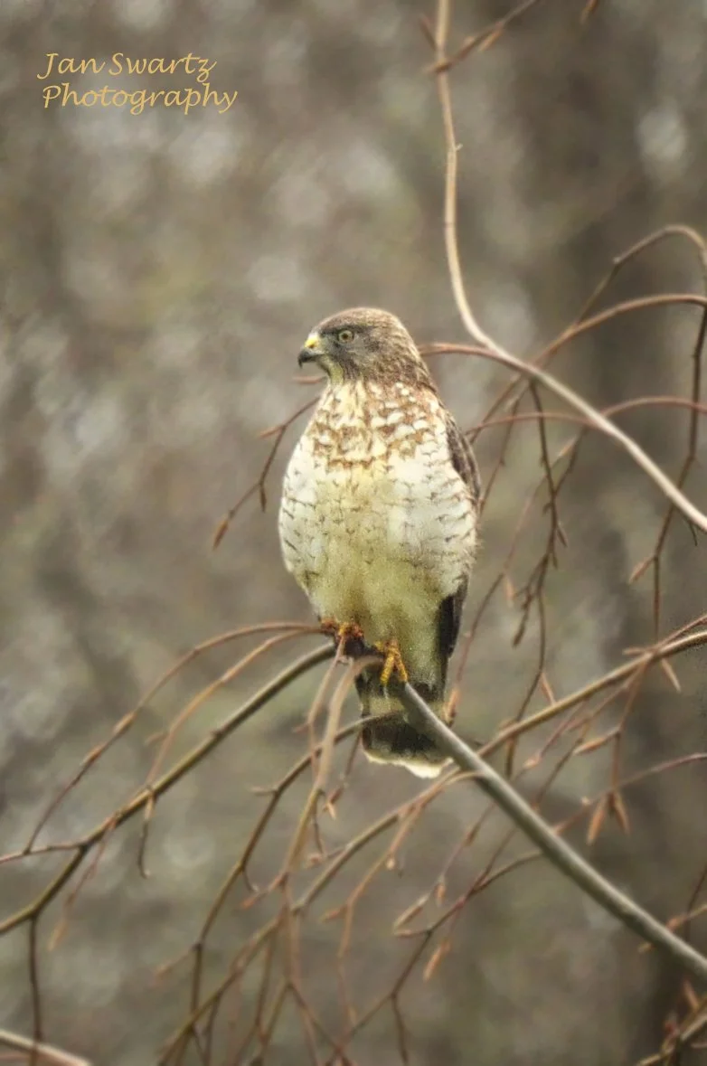 DSC_0640ed1jsp1.jpg