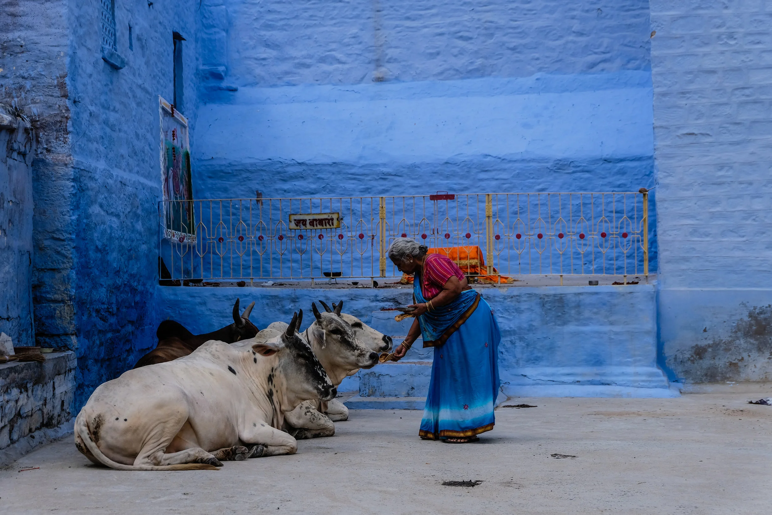 Sacred Cow's of India