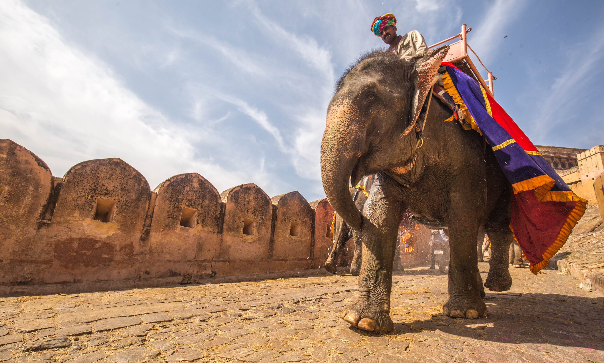 Rajastan Elephant