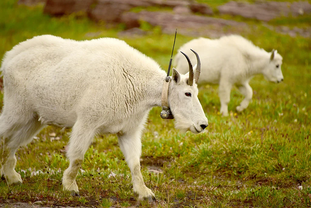 GlacierGoat.jpg