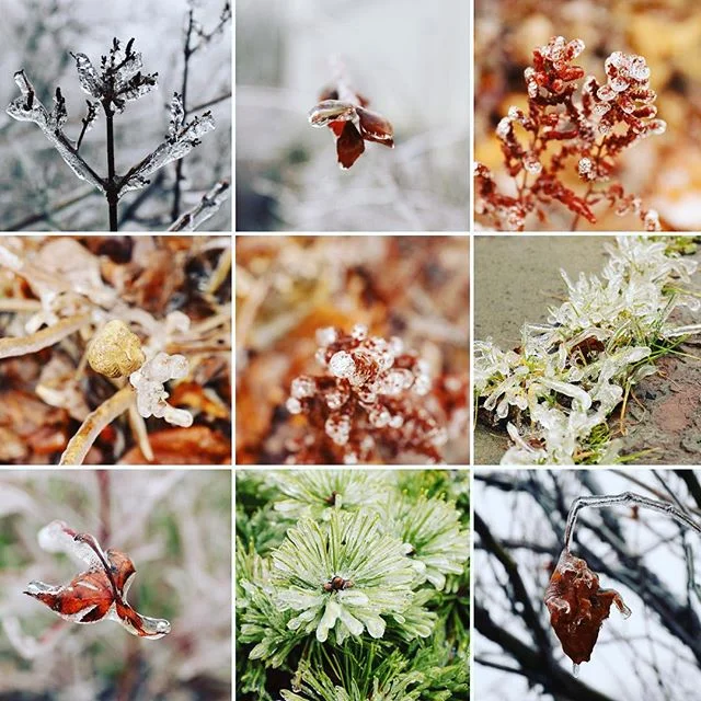 Looks like Elsa stopped by and froze everything again ❄️ &bull;
&bull;
&bull;
#frozen #olaf #snow #winter #photography #photographer #nature #naturephotography #naturelovers #rain #disney