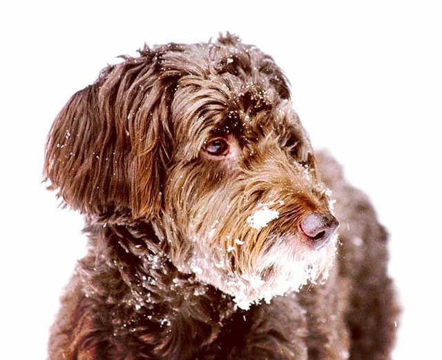 It's a Winter Wonderland outside, and she's gonna take advantage of it. 🐾❄️
&bull;
#winter #winterfun #winterwonderland #eloise #eloiseatchristmastime #snow #dog #aussiedoodle #canon #canon📷