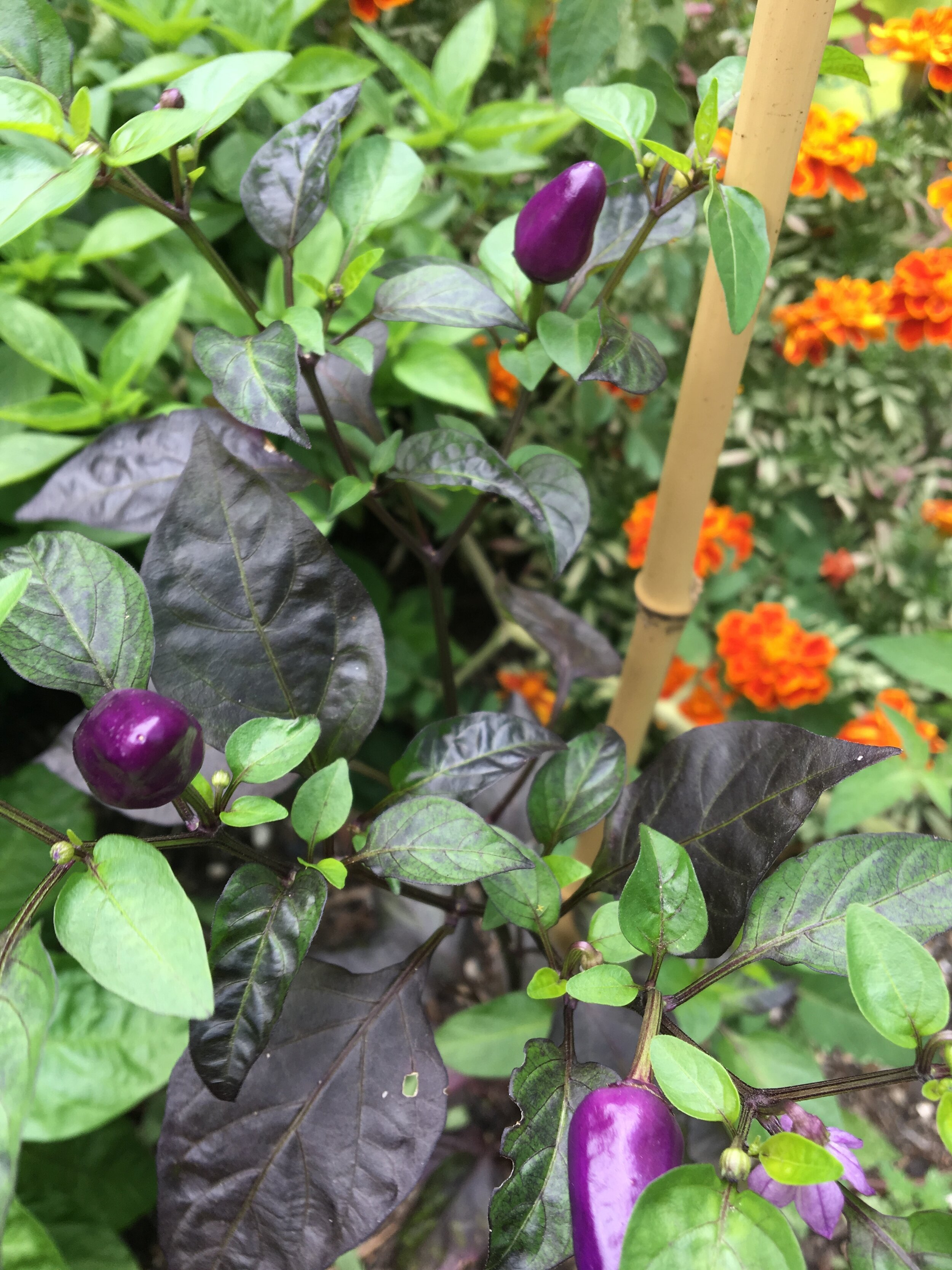 Purple peppers.jpeg
