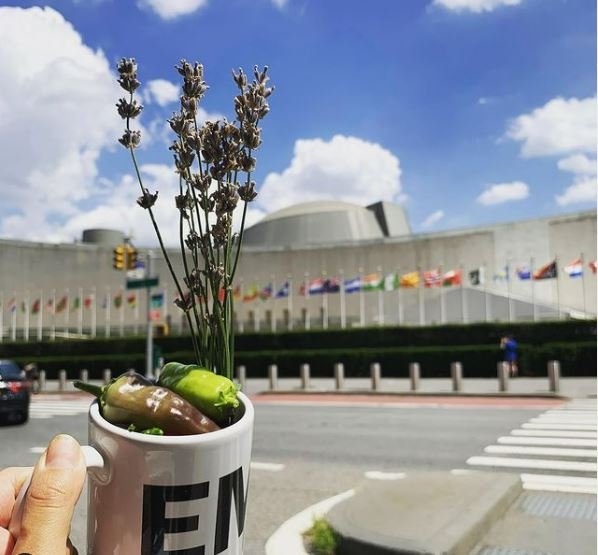 un garden in a cup.JPG