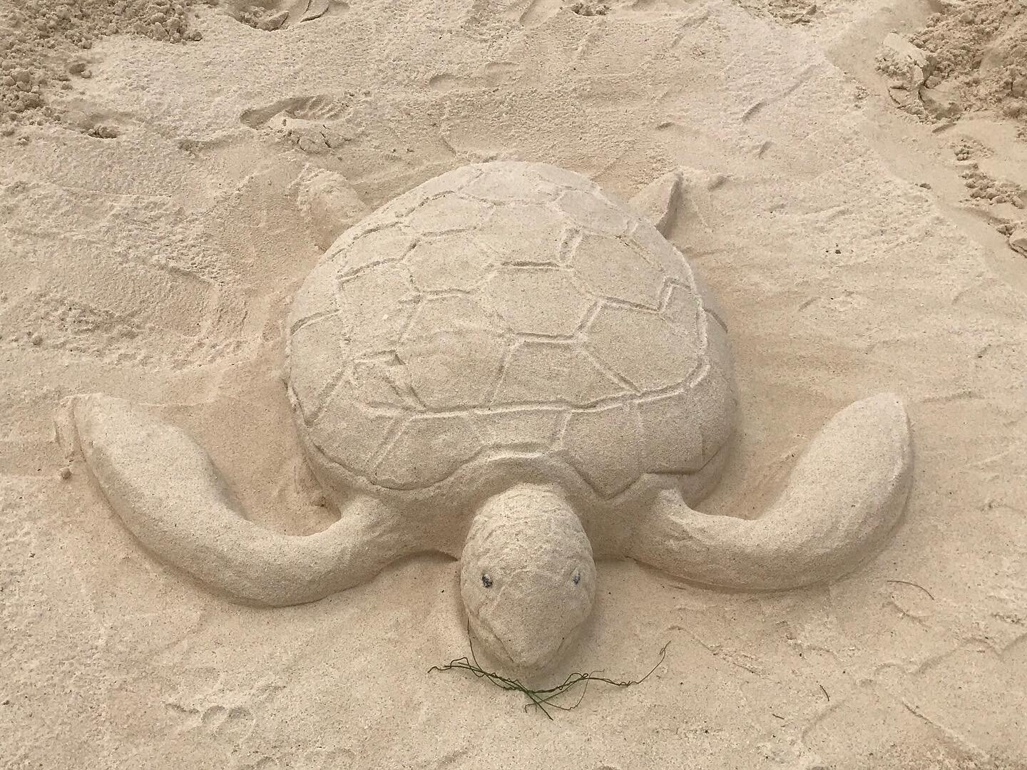 Some people build sandcastles and others do this.... 🐢 We have been busy planning our return to you, to retreat together again before too long. In person and virtually. We miss you!
📸 : From August 2019. 🐢 built by HWI co-founder @melissaindot &ls